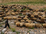 پیش بینی خرید ۲۰ هزار راس دام پروار روستایی در خراسان شمالی