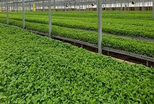 پیش بینی افزایش تولید نشاء در بیضا