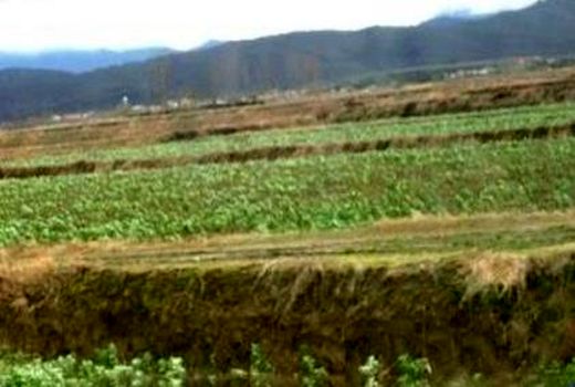 شناسایی 84 هزار متر مربع اراضی بایر در قائم شهر/کشت کلزا و جو در 60 هزار متر مربع