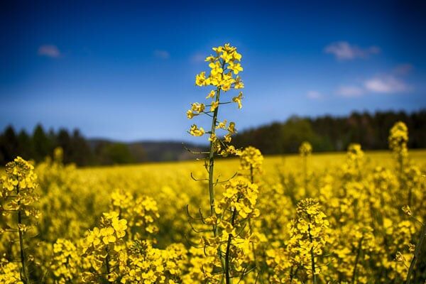 بذر هیبرید کلزا ارمغانی برای کشت پاییزه کشاورزان اصفهان