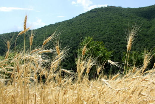 ۵۹۱ هزار هکتار از دیمزارهای کردستان زیر پوشش طرح جهش تولید قرار می‌گیرد
