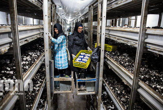 قارچ زودرس با کشت مکانیزه  