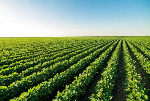 ۳۰ هزار هکتار اراضی کشاورزی یکپارچه شد/ هدف‌گذاری ۱۰ هزار هکتار سالانه در برنامه هفتم 

