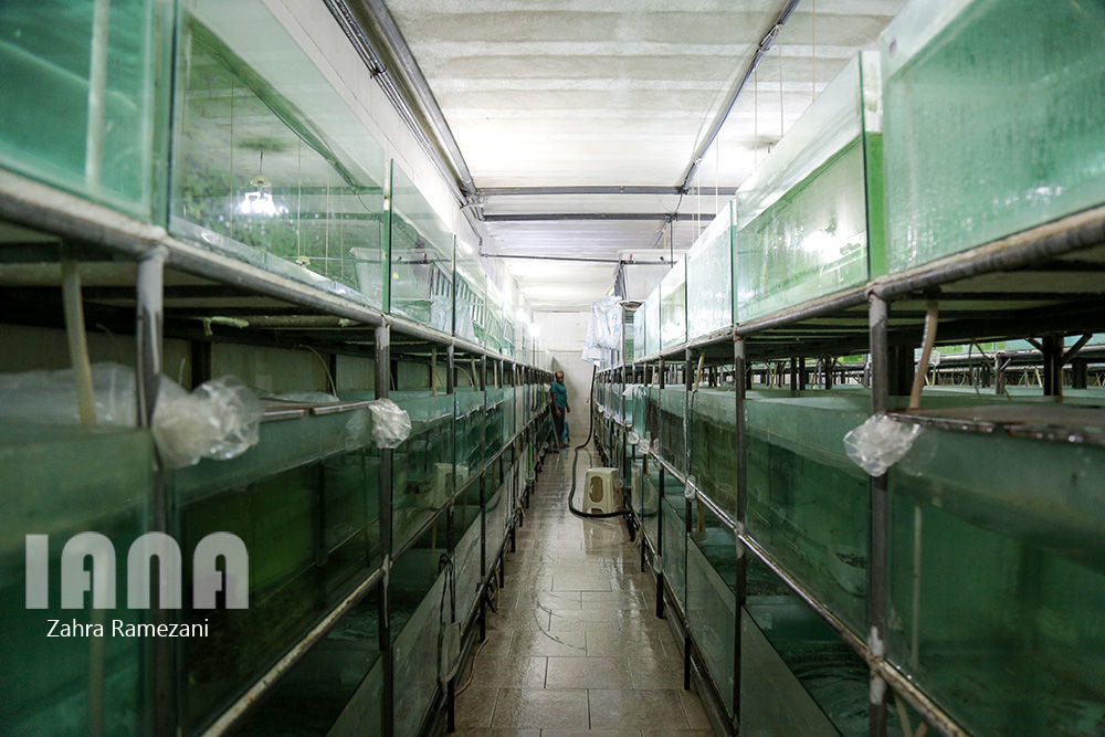 پرورش ماهی های زینتی صادراتی