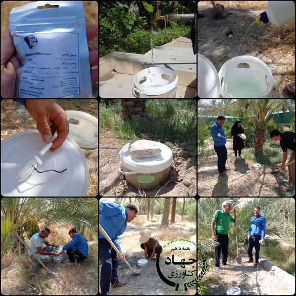  نصب تله‌های فرمونی ردیابی آفت سوسک در تنگستان