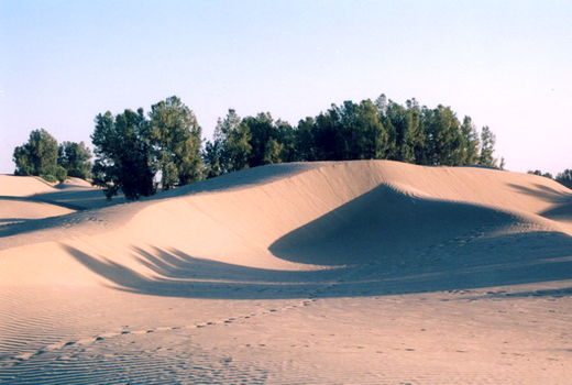 استفاده از ماده جایگزین مالچ پاشی