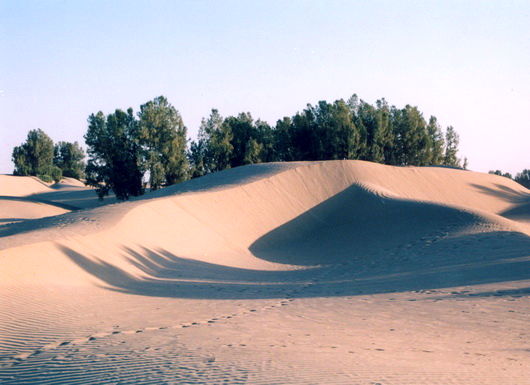 استفاده از ماده جایگزین مالچ پاشی