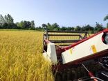 برداشت برنج در 194 هزار هکتار شالیزار مازندران/ 188 هزار هکتار مکانیزه برداشت شد