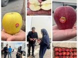 صادرات محموله‌های سیب درختی از پایانه مرزی اینچه برون