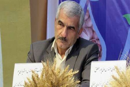 پیش‌بینی برداشت ۱۴ میلیون تن گندم در کشور/ بیش از نیاز محصول تولید می‌کنیم 