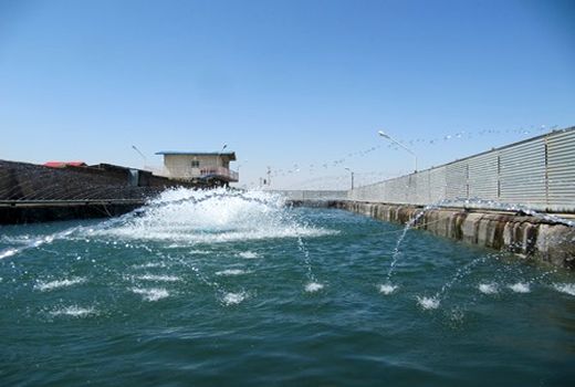 تولید 250 تن انواع ماهیان سردابی و گرمابی 