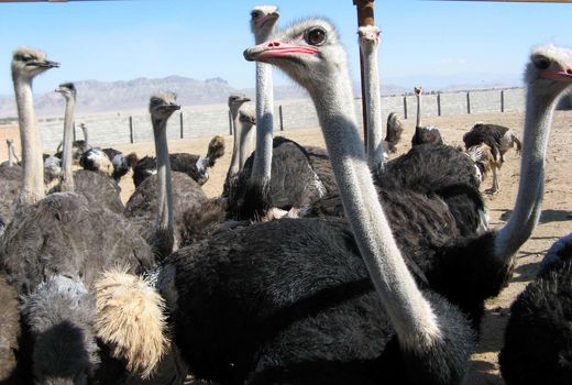 بیش از 20 میلیارد ریال اعتبار به پرورش شتر مرغ اختصاص یافت