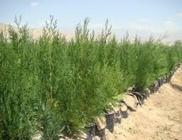 تولید ۱۹۰ هزار اصله نهال در نهالستان منابع طبیعی خراسان شمالی