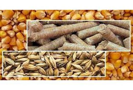 توزیع یک هزار تن نهاده بین دامداران میاندورودی