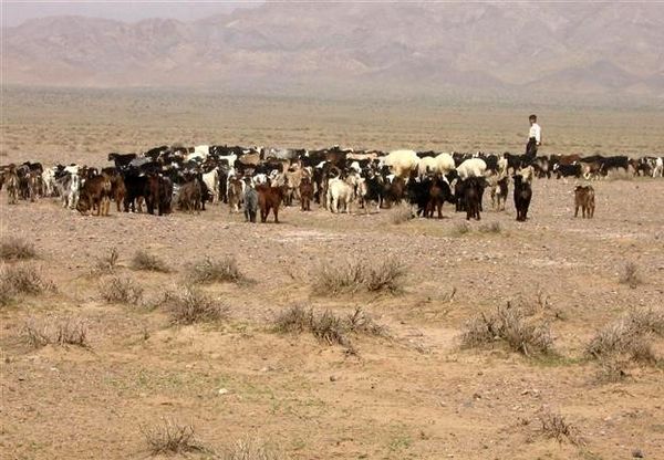 خشکسالی وخشک بودن چراگاه های حاشیه شهرستان جاجرم