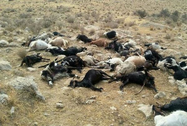 تلف شدن دام ها در شهرستان کازرون 