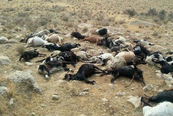 تلف شدن دام ها در شهرستان کازرون 