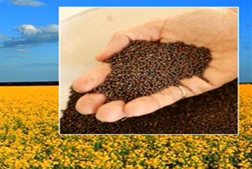 تامین نهاده‌های مورد نیاز کشت کلزا و چغندرقند در استان ایلام