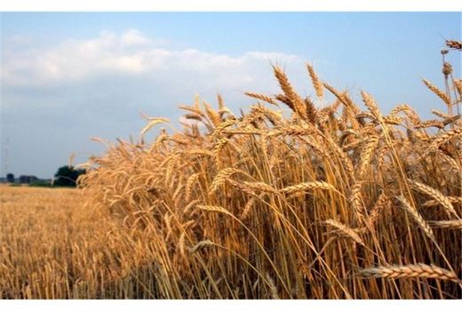 3500 تن گندم از کشاورزان نکایی خریداری شد