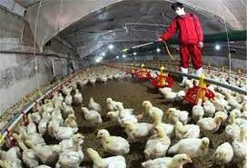 افزایش 16 درصدی جوجه ریزی در مرغداری های خوزستان