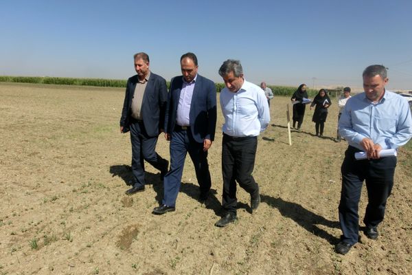 بازدید مجری طرح دانه های روغنی وزارت جهاد کشاورزی از مزارع کلزای میاندوآب و بوکان
