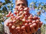 باغبانی مدرن پسته؛ از باغات الگویی تا هوشمندسازی