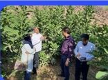 جلوگیری از خشکیدگی ۴۰۰ هکتار باغات انجیر منطقه زیودار شهرستان پلدختر با اقدام جهادی و احداث ایستگاه پمپاژ موقت