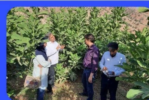 جلوگیری از خشکیدگی ۴۰۰ هکتار باغات انجیر منطقه زیودار شهرستان پلدختر با اقدام جهادی و احداث ایستگاه پمپاژ موقت