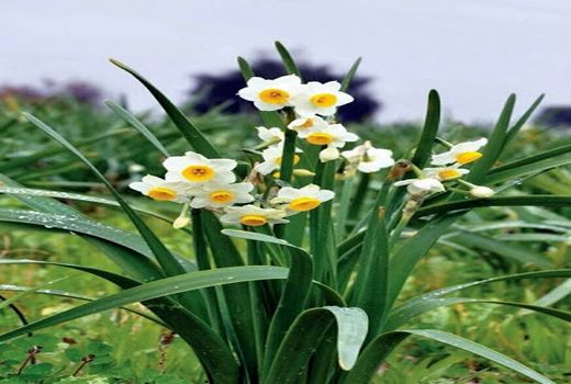  سطح زیر کشت گل نرگس در کازرون افزایش یافت 