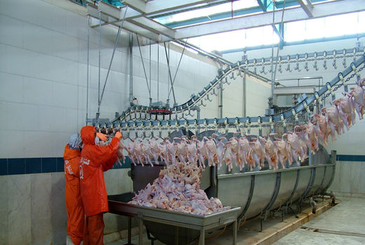 25 میلیون تن گوشت مرغ در سیستان‌وبلوچستان تولید شد