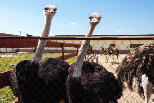 سهم ۹ درصدی سایر ماکیان در تامین تخم پرندگان کشور 