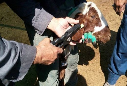 هویت گذاری 13 هزار راس دام سبک و سنگین در فارسان