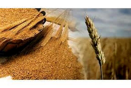 خرید ۶۵ هزار تن گندم از کشاورزان مازندرانی