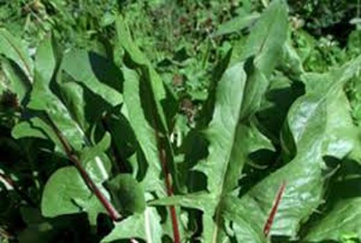 کشت گیاه کاسنی در نخلستان‌های جزیره مینو