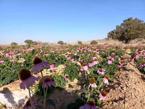 سرخارگل های خرامه ای در مشهد 