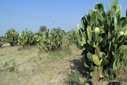 کاکتوس گیاهی خشن، اما اقتصادی و پرخاصیت