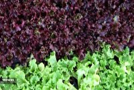 راه اندازی نخستین گلخانه هیدروپونیک کاهو در اصفهان