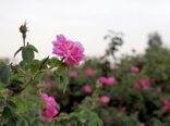 آغاز برداشت گل محمدی در 450 هکتار از باغات استان قم