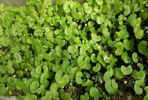 پیوند تجربه ۳۵ ساله، اقتصاد سبز و فناوری نوین در شیلات آذربایجان شرقی + فیلم