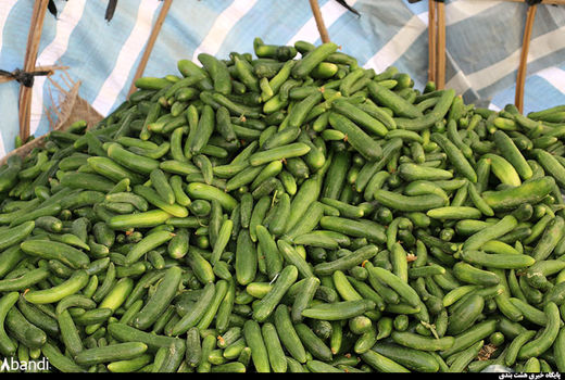 برداشت خیاربهاره درشهرستان دره شهر آغاز شد