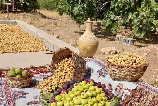 نی‌ریز یکی از قطب‌های تولید انجیر فارس است