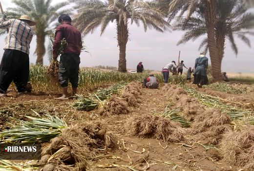 برگزاری اولین جلسه کمیته فنی و اجرایی کشت سیر شهداد