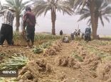برگزاری اولین جلسه کمیته فنی و اجرایی کشت سیر شهداد