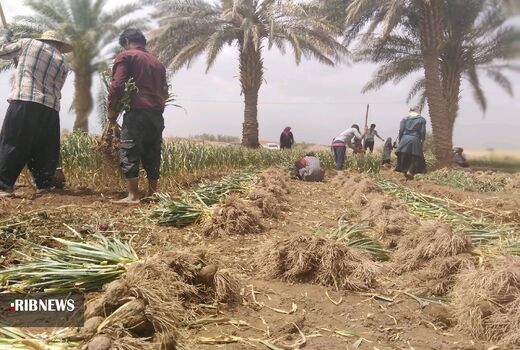 برگزاری اولین جلسه کمیته فنی و اجرایی کشت سیر شهداد