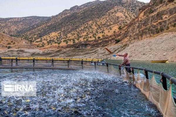 پرورش ماهی در قفس از ۲ سال پیش متوقف شد
