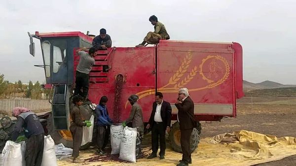 افزایش چشمگیر تولید لوبیا در اراضی پایاب سد سهند هشترود