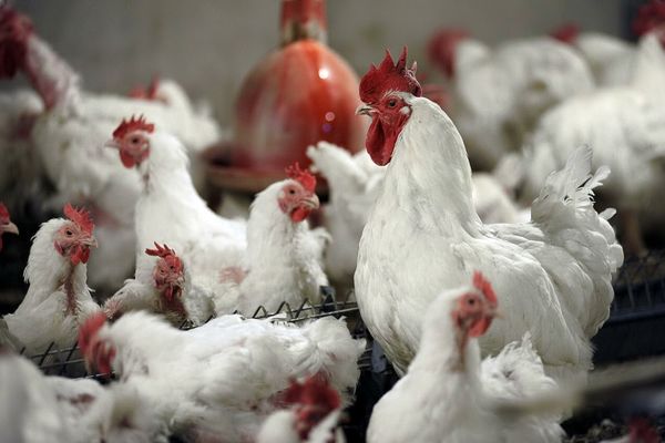 جهش ۳۶/۳ درصدی در یک سال؛ تابستان داغ برای مرغداری‌های صنعتی