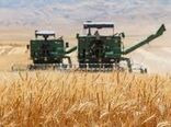 برداشت خوشه های طلایی گندم در مزارع خراسان شمالی 