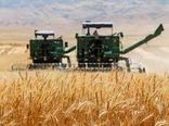 برداشت خوشه های طلایی گندم در مزارع خراسان شمالی 