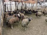 آغاز واکسیناسیون بیماری تب مالت در  شهرستان چوار 